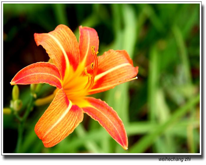 科  名 百合科(liliaceae)  萱草属(hemerocallis) 别名 黄花萱草